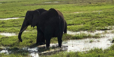 Kenya highlights – masai mara, nakuru, amboseli - Photo 11