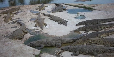 Lac aux caimans - Photo 1