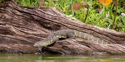 Lake duluti day trip – canoing & hiking - Photo 7