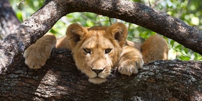 Lake Manyara National Park Full Day Trip - Photo 1