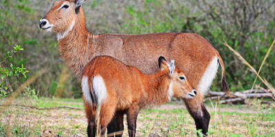 Lake mburo national park safari - Photo 4