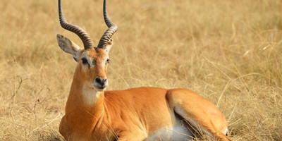 Lake mburo national park safari - Photo 3