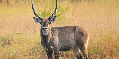 Lake mburo national park safari - Photo 2