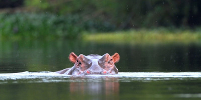 Rencontre avec les hippos de taboitien - Photo 1