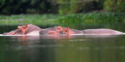 Rencontre avec les hippos de taboitien - Photo 2