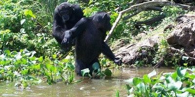 L'île Aux Chimpanzés - Photo 1