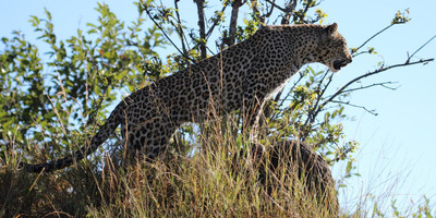 Lodge elephant plains - Photo 6