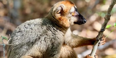 Madagascar: 3 day tour morondava and tsingy de bemaraha - Photo 3