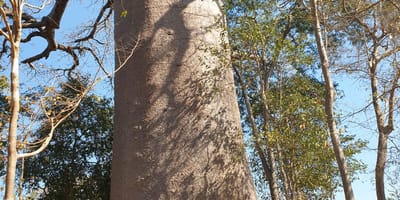 Madagascar: 3 day tour morondava and tsingy de bemaraha - Photo 6