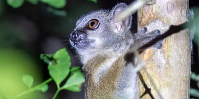 Madagascar: 3 day tour morondava and tsingy de bemaraha - Photo 7