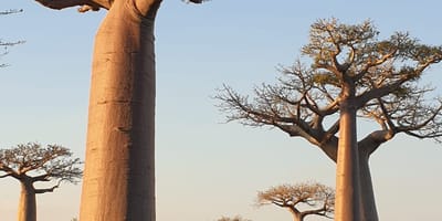 Madagascar: 3 day tour morondava and tsingy de bemaraha - Photo 9