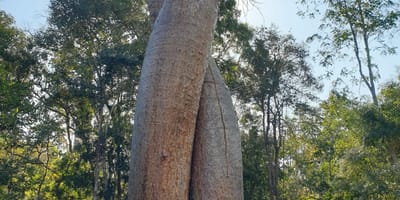 Madagascar: 3 day tour morondava and tsingy de bemaraha - Photo 4