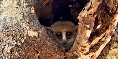 Madagascar: 3 day tour morondava and tsingy de bemaraha - Photo 8