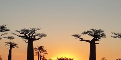 Madagascar: 3 day tour morondava and tsingy de bemaraha - Photo 1