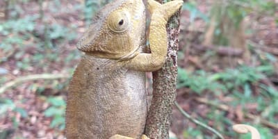 Madagascar: 5 day northern tour - Photo 9
