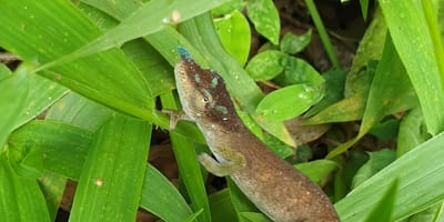 Madagascar: 5 day northern tour - Photo 7