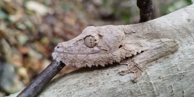 Madagascar: 5 day northern tour - Photo 3