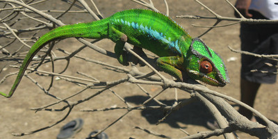 Madagascar discovery and splendor. - Photo 5