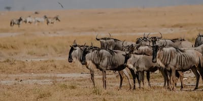 Masai mara- lake nakuru-amboseli - Photo 5