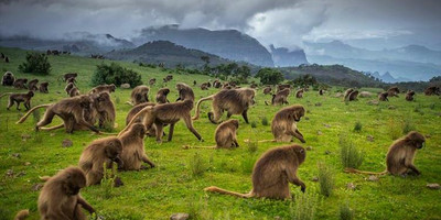Menz guassa trekking 5 days tour package - Photo 4