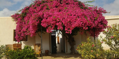 Menzelcaja - Photo 2