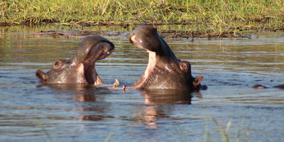 Mokoro full day trip - Photo 3