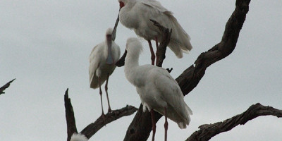 Mokoro full day trip - Photo 5