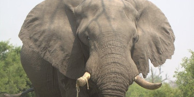 Mokoro full day trip - Photo 2