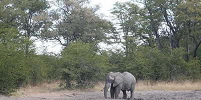 Moremi Day Trip - Photo 5