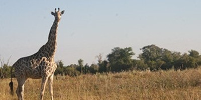 Moremi Day Trip - Photo 3