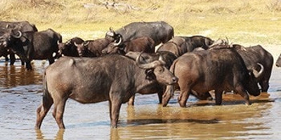 Moremi Day Trip - Photo 4