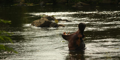 3 days murchison falls safari tour in uganda - Photo 7