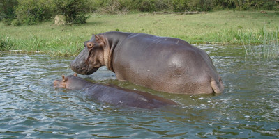Nairobi national park day trip - Photo 9