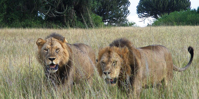 Nairobi national park day trip - Photo 10