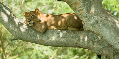 Nairobi national park day trip - Photo 11
