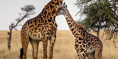 Nairobi national park day trip - Photo 7