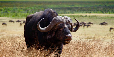 Nairobi national park day trip - Photo 6