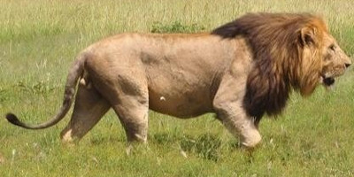 Nairobi national park , elephants and giraffe trip - Photo 1