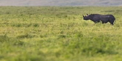 Ngorongoro crater day tour - Photo 2
