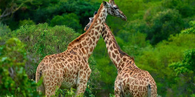 Ngorongoro crater day tour - Photo 6