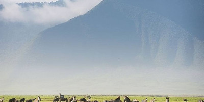 Ngorongoro crater day tour - Photo 4