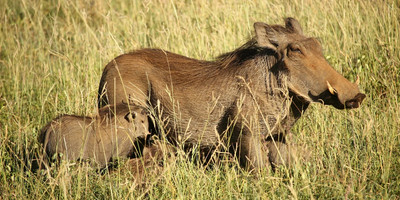 Ngorongoro crater day tour - Photo 11
