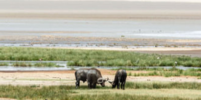Ngorongoro crater day tour - Photo 8