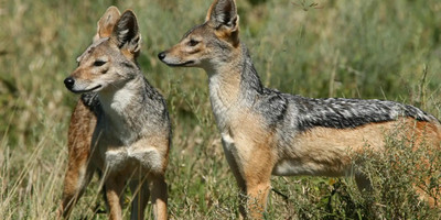Ngorongoro crater day tour - Photo 5