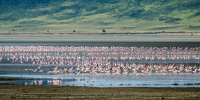 Ngorongoro crater day tour - Photo 7