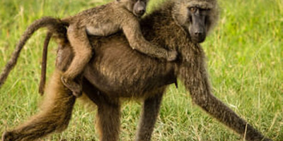 Ngorongoro crater day tour - Photo 9