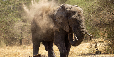Ngorongoro crater day trip - Photo 4