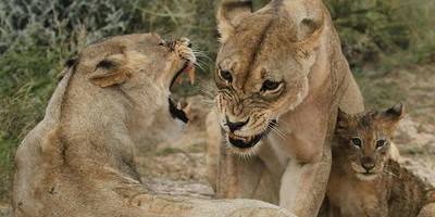 Ngorongoro crater day trip - Photo 8