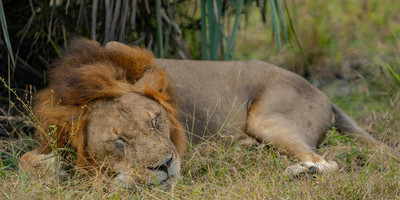 Ngorongoro crater day trip - Photo 7