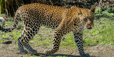 Ngorongoro crater day trip - Photo 9